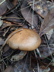 Suillus cothurnatus