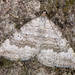 Chalk Carpet - Photo (c) Paolo Mazzei, some rights reserved (CC BY-NC), uploaded by Paolo Mazzei