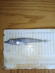 Spiny Icefish photo 5
