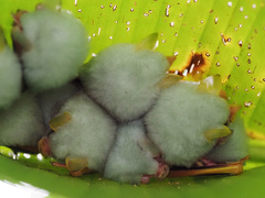 Ectophylla alba image