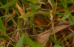Phacellodomus ferrugineigula