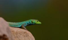 Platysaurus intermedius