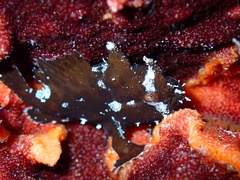 Sargassumfish photo 2