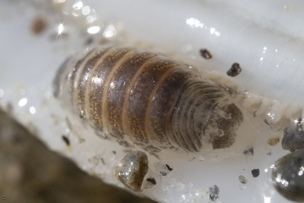 Pseudaega