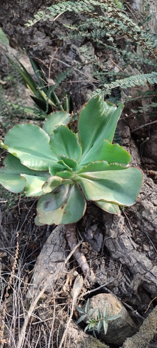 Echeveria gigantea (Echeveria gigantea)