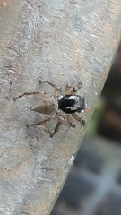 Sumampattus quinqueradiatus