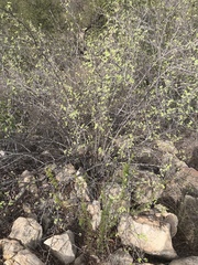 Ribes indecorum