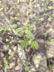 Ribes indecorum