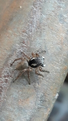 Sumampattus quinqueradiatus