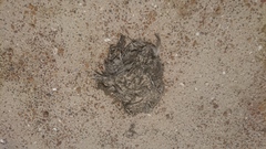 Larus dominicanus vetula