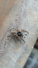 Sumampattus quinqueradiatus