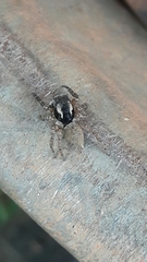 Sumampattus quinqueradiatus