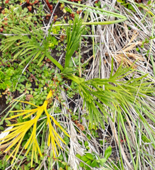 Aciphylla dieffenbachii