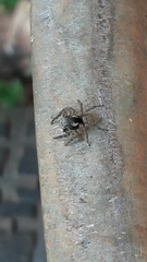 Sumampattus quinqueradiatus