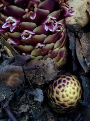 Kopsiopsis strobilacea