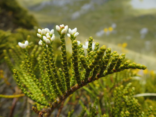 Veronica ochracea, photograph 1