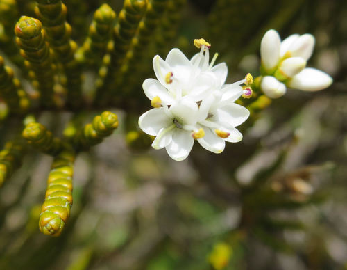 Veronica ochracea, photograph 2