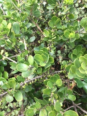 Melicytus orarius