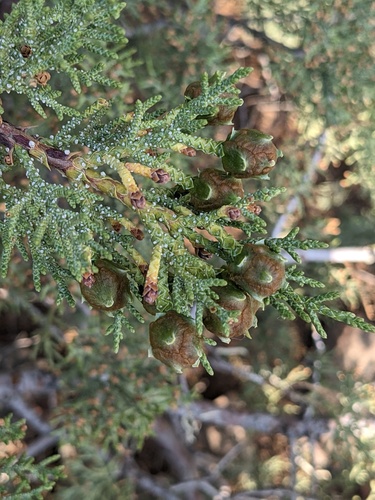 Paiute cypress (Hesperocyparis nevadensis)