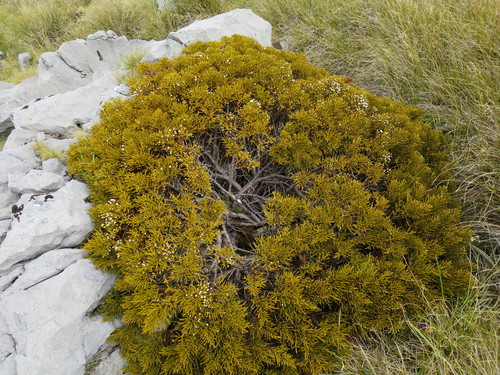 Veronica ochracea, photograph 3