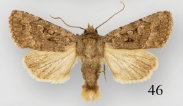 Nudorthodes texana