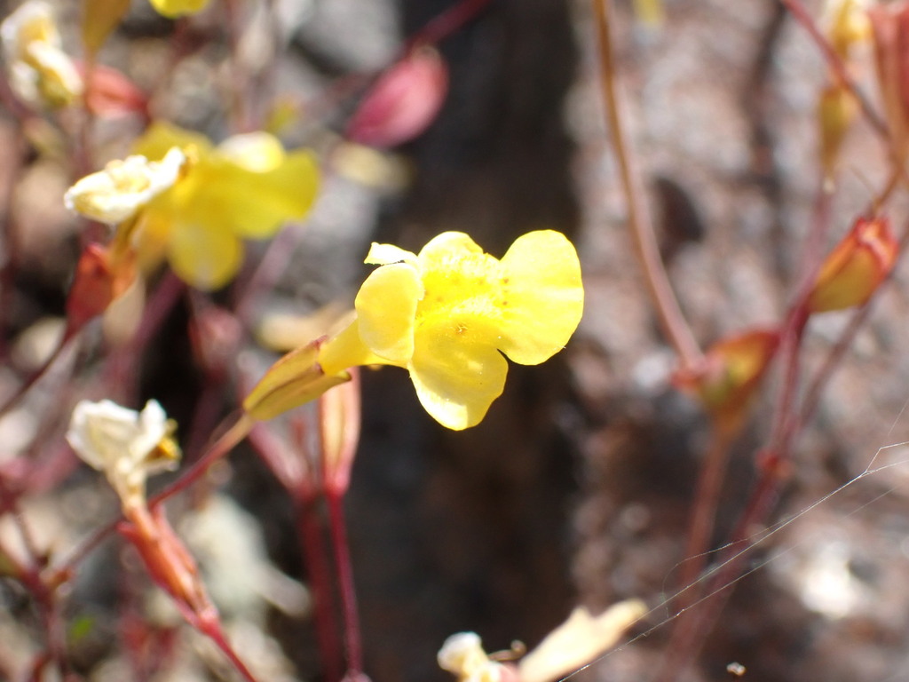 Bare monkeyflower (Erythranthe nudata)