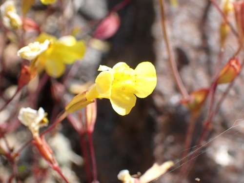 Bare monkeyflower (Erythranthe nudata)