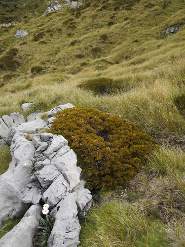 Veronica ochracea, photograph 4