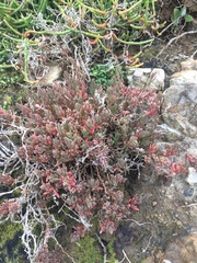 Suaeda novae-zelandiae