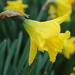 Tenby Daffodil - Photo (c) Tim Waters, some rights reserved (CC BY-NC-ND)