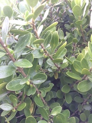 Melicytus orarius