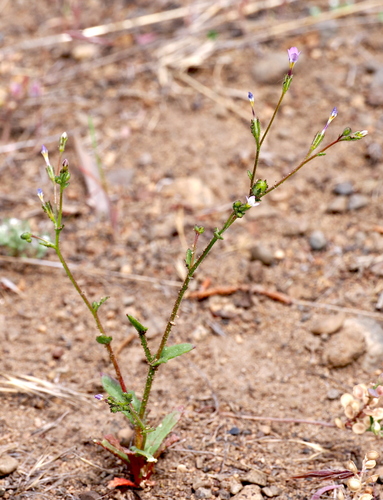 Image of Gilia modocensis by (c) Henrik Kibak, some rights reserved (CC BY)