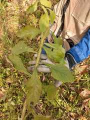 Verbesina microptera