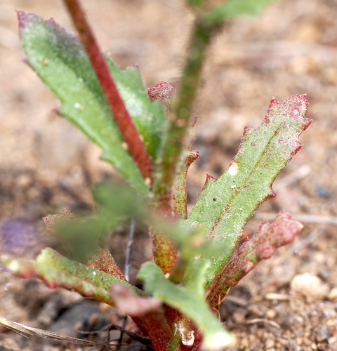 Image of Gilia modocensis by (c) Henrik Kibak, some rights reserved (CC BY)