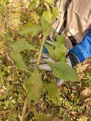 Verbesina microptera