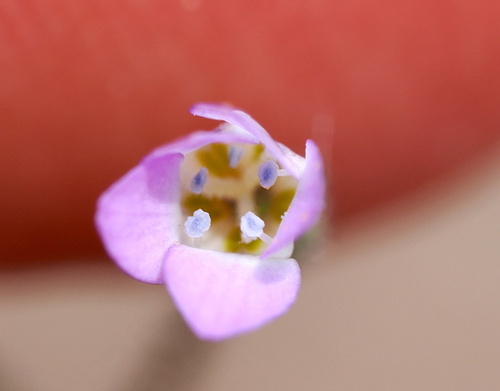 Image of Gilia modocensis by (c) Henrik Kibak, some rights reserved (CC BY)
