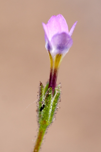 Modoc gilia (Gilia modocensis)
