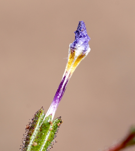 Image of Gilia modocensis by (c) Henrik Kibak, some rights reserved (CC BY)