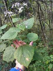 Peteravenia malvifolia