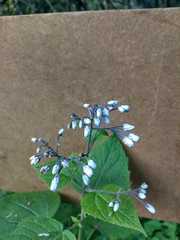 Peteravenia malvifolia