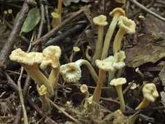 Craterellus luteus