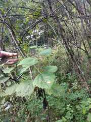 Peteravenia malvifolia