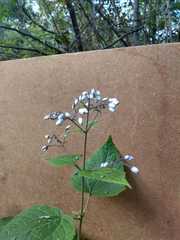 Peteravenia malvifolia