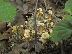 Craterellus luteus