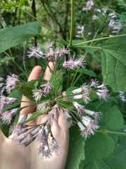 Peteravenia malvifolia