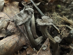 Craterellus cinereus