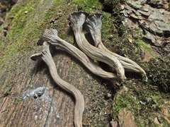 Craterellus cinereus