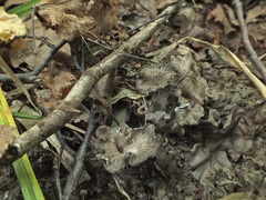 Craterellus cinereus