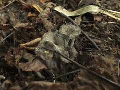 Craterellus cinereus