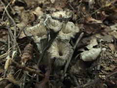 Craterellus cinereus